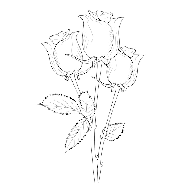 Premium vector botanical rose buds collection hand drawn line art coloring page for children and adults