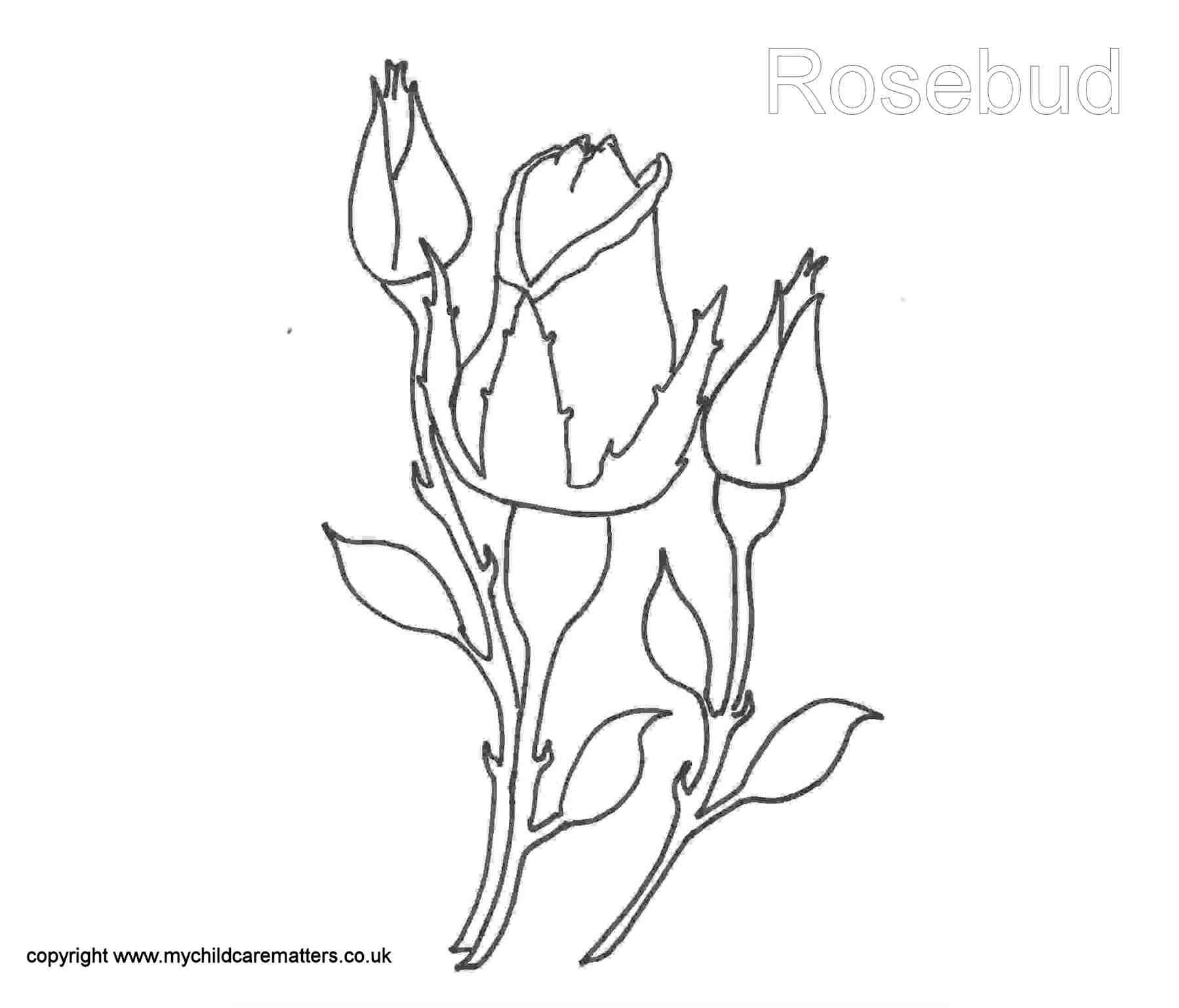 Rose bud rose drawing flower drawing art journal