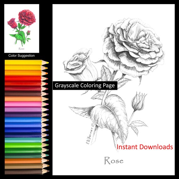 Rose bud red flower coloring pages winstructions for x and x sizes digital download printable for adult and kids