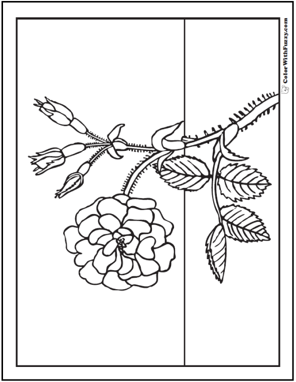 Rose coloring pages â free digital coloring pages for kids