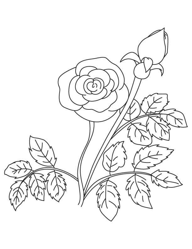 Rose with bud coloring page coloring pages color flower stencil