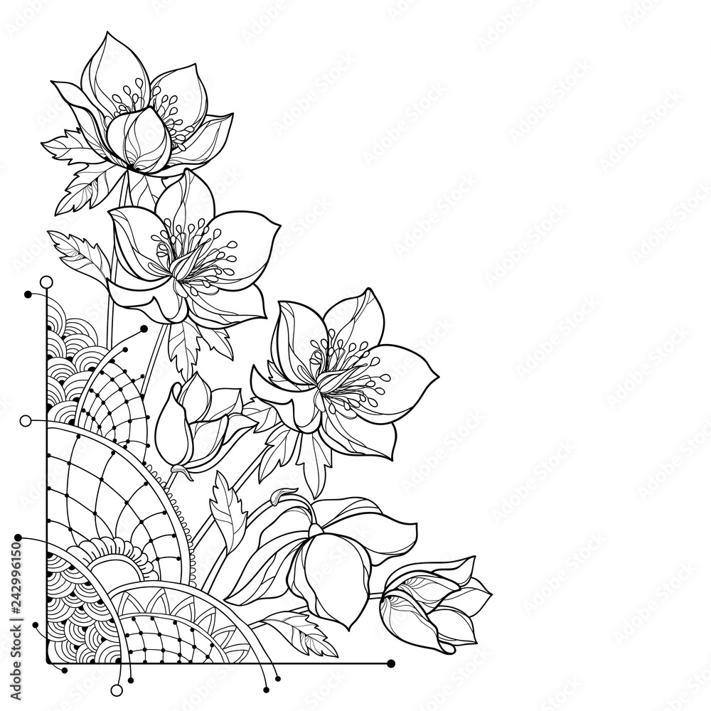 Vector corner bouquet with outline hellebore or helleborus or winter rose bud and leaf in black