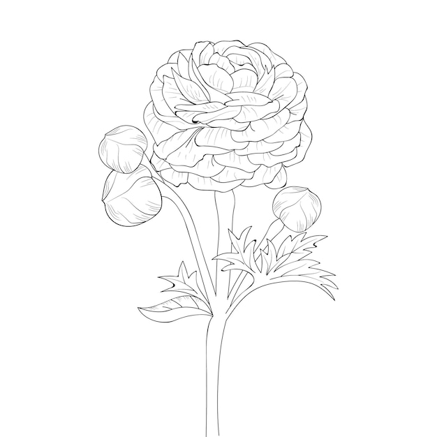 Premium vector branch of rose ranunculus buttercup flower leaf bud coloring page and book outline vector sketch