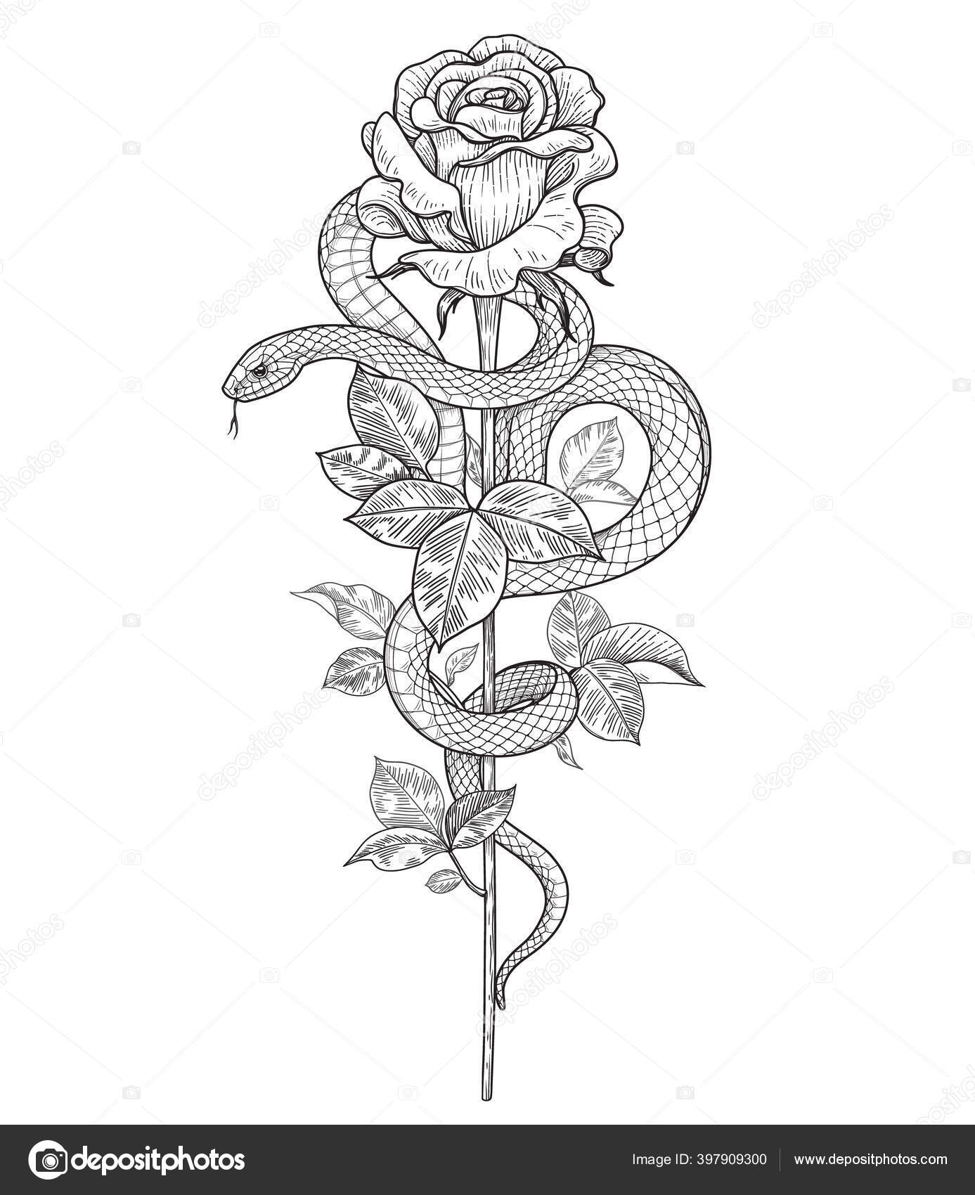 Hand drawn twisted snake rose bud high stem isolated white stock vector by valiva