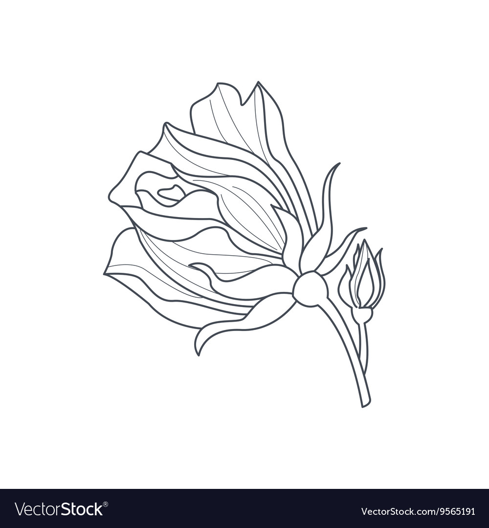 Rose bud monochrome drawing for coloring book vector image