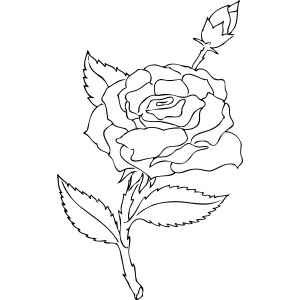 Rose and rosebud coloring page coloring pages rose buds color