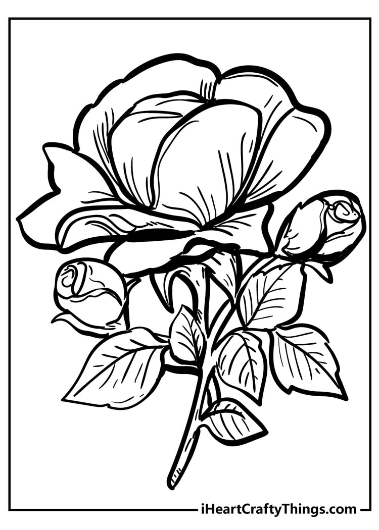 Rose coloring pages free printables