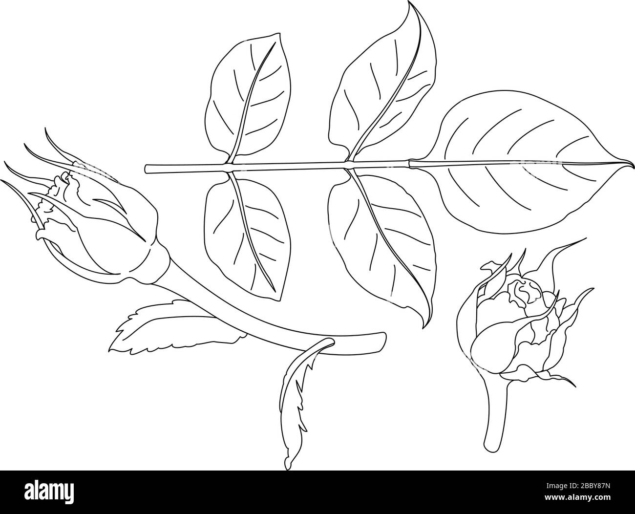 Vector rose flower bud clipart coloring book page stock vector image art