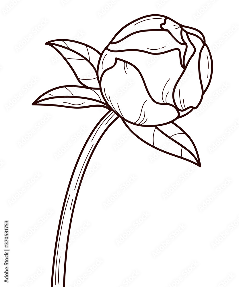 Vector peony bud in outline style illustration of rose button isolated on white background coloring book for children vector