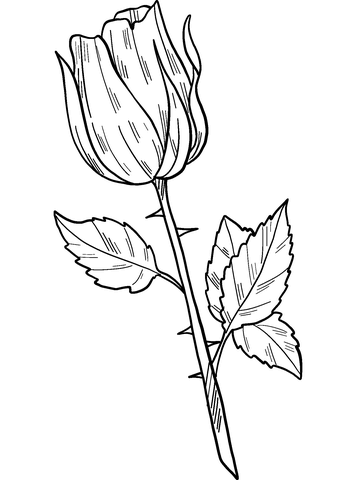 Rose coloring page free printable coloring pages