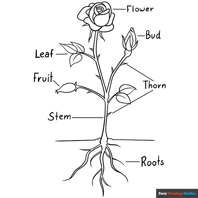 Free printable rose coloring pages for kids