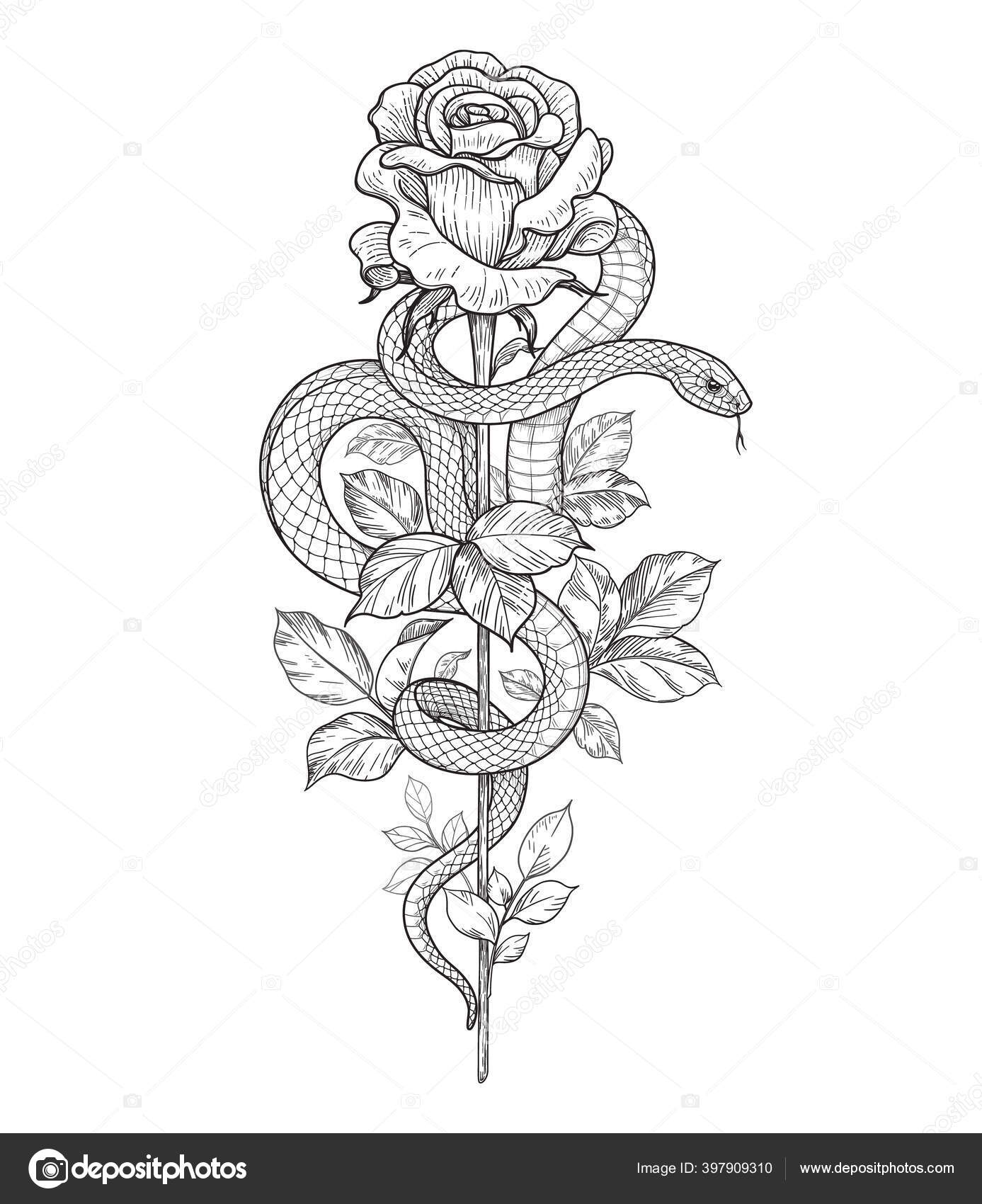 Hand drawn twisted snake rose bud high stem isolated white stock vector by valiva