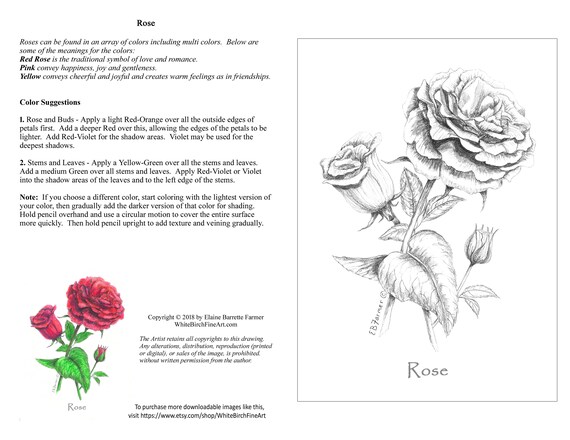 Rose bud red flower coloring pages winstructions for x and x sizes digital download printable for adult and kids download now