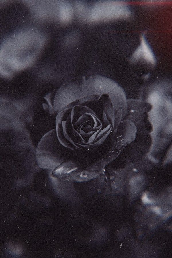 Black rose black rose flower black flowers black rose