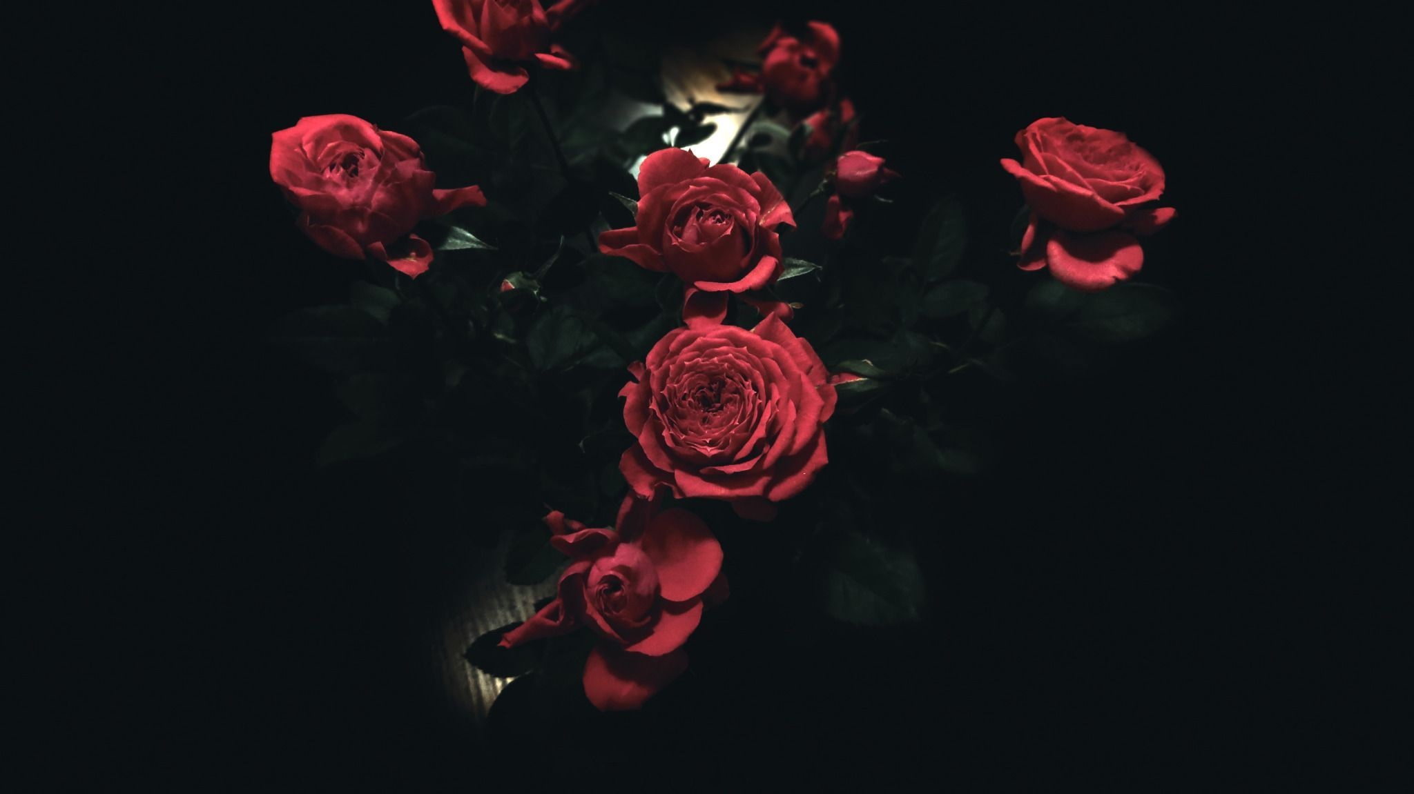 Aesthetic rose wallpapers hd