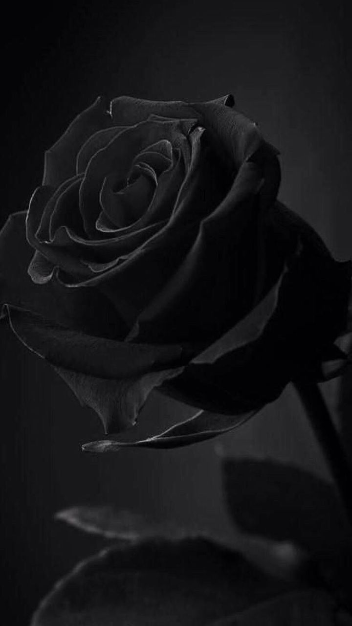 Discover and share the most beautiful images from around the world aesthetic roses black roses wallpaper black flowers