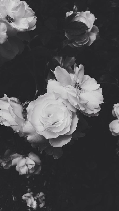 Black aesthetic roses wallpaper download