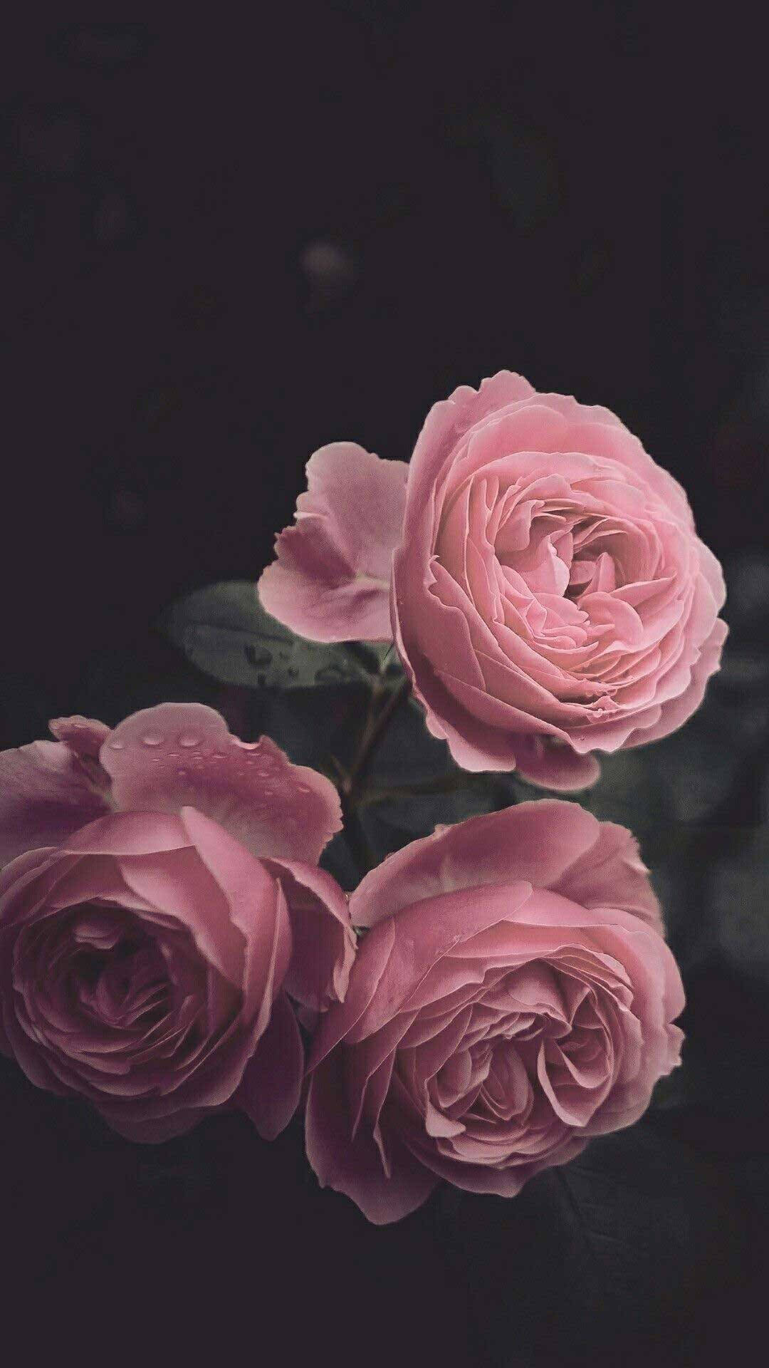 Download cute black aesthetic pink roses wallpaper