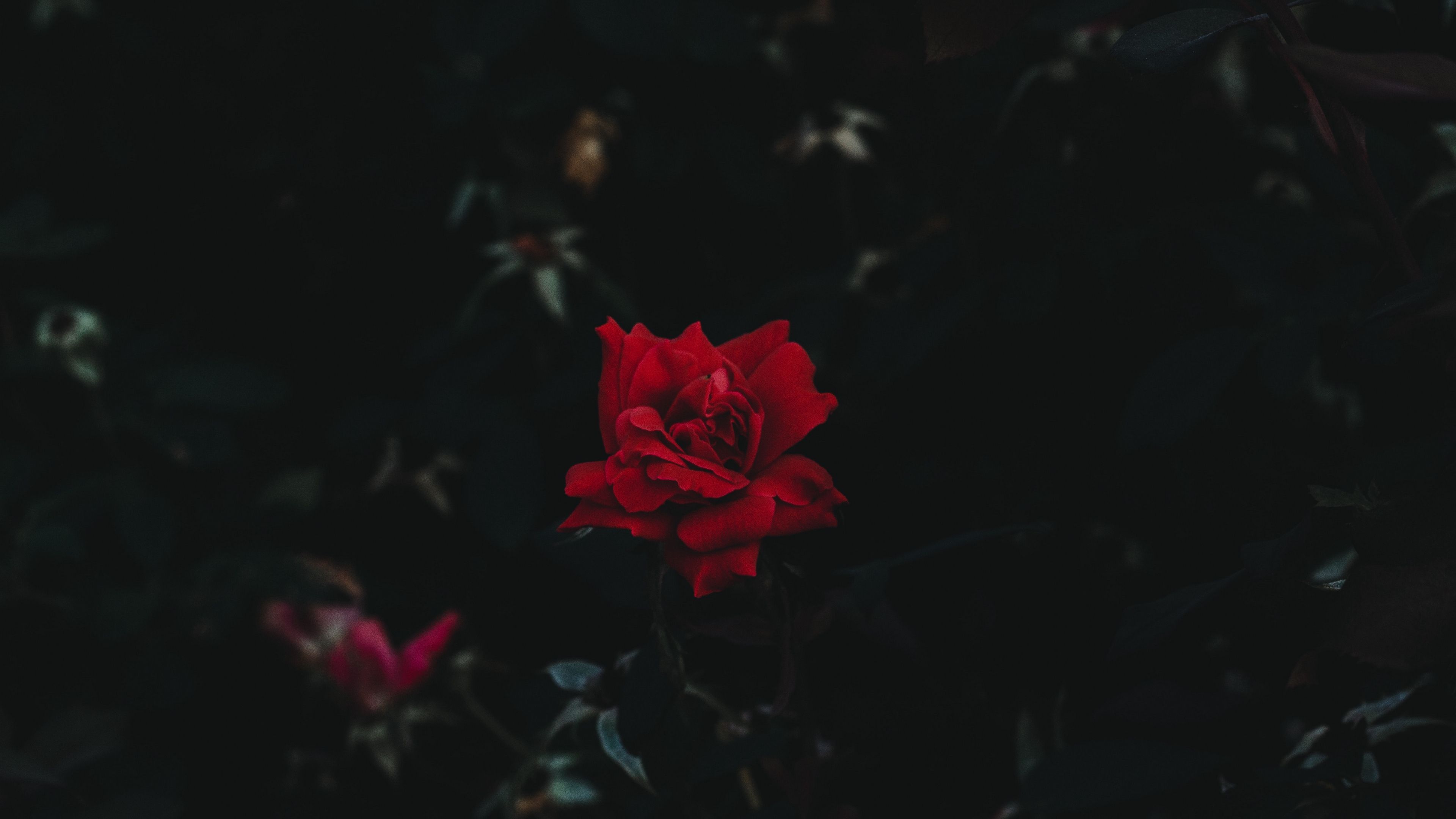 Dark rose aesthetic desktop wallpapers