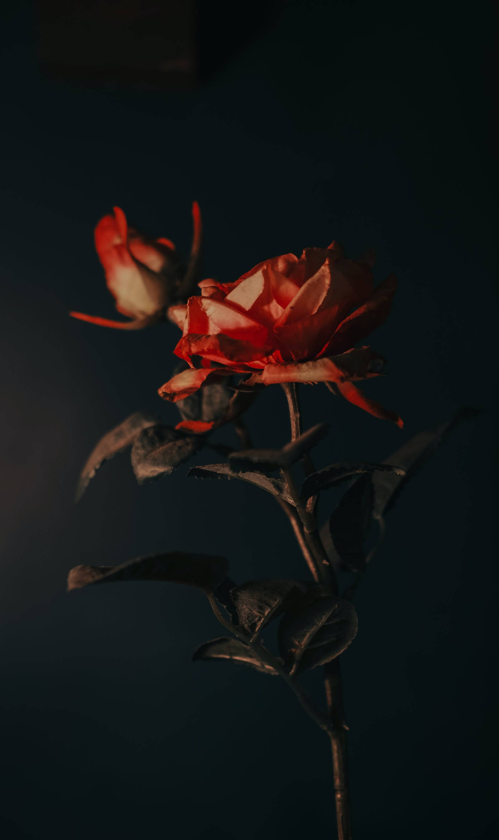 Download dark aesthetic rose iphone wallpaper