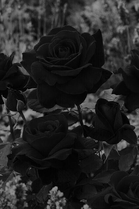 Ðððððððððððð on twitter black roses wallpaper black aesthetic wallpaper black and white picture wall