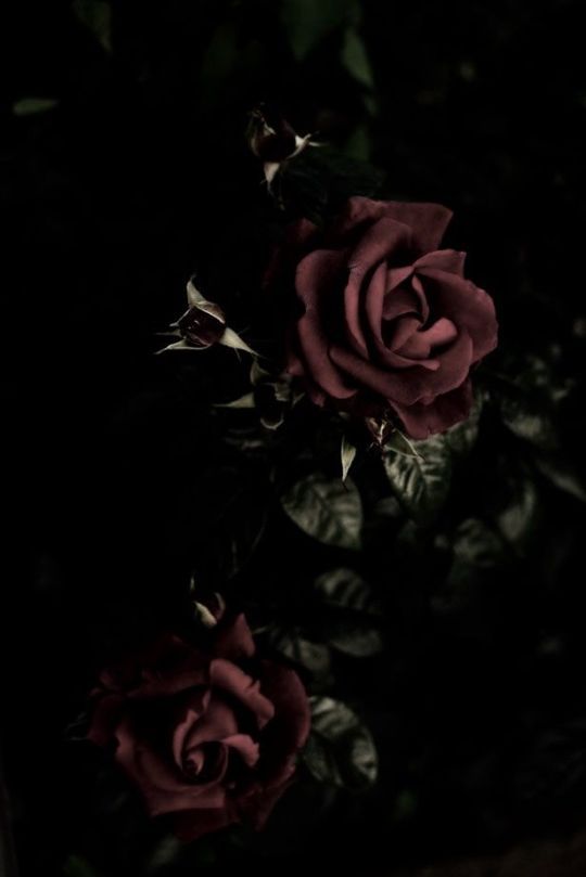 Dark rose gothic wallpaper rose wallpaper dark flowers