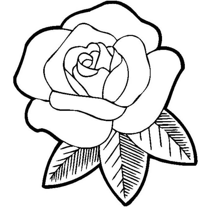 Roses flower coloring pages