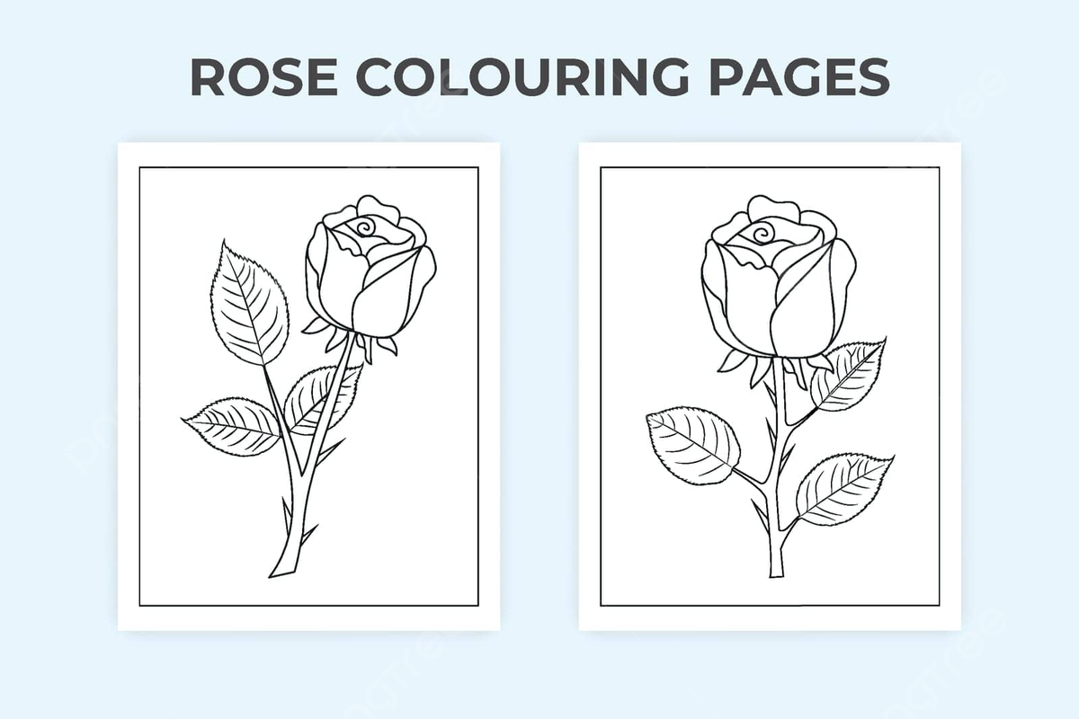 Rose flower coloring page with floral ornament and doodle outline vector design icon pattern png and vector with transparent background for free download