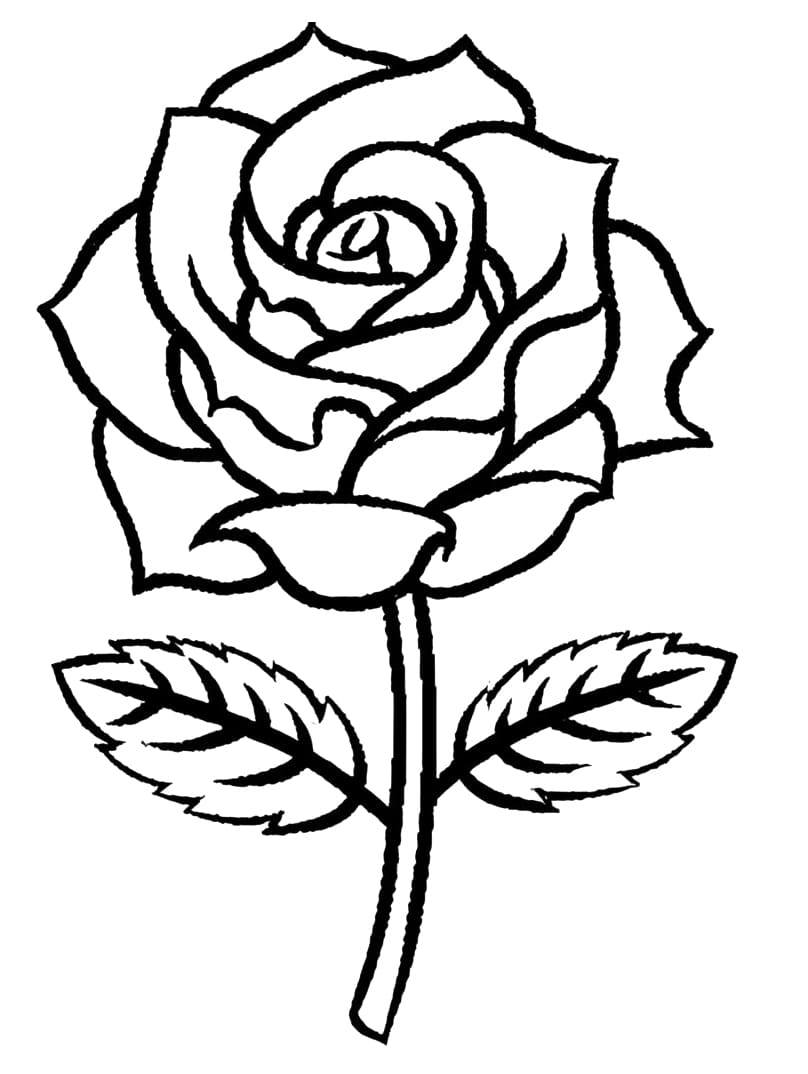 Rose coloring pages