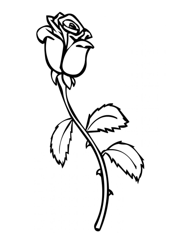 Coloring pages coloring pages rose flower