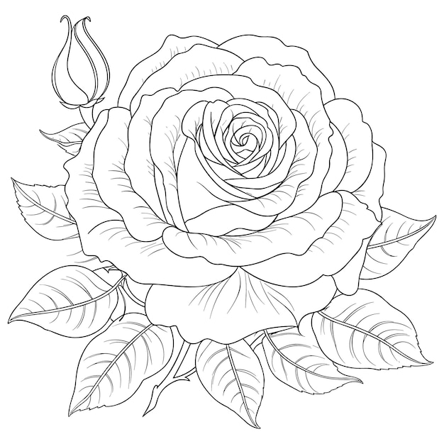 Premium vector hand drawn rose coloring pages illustration