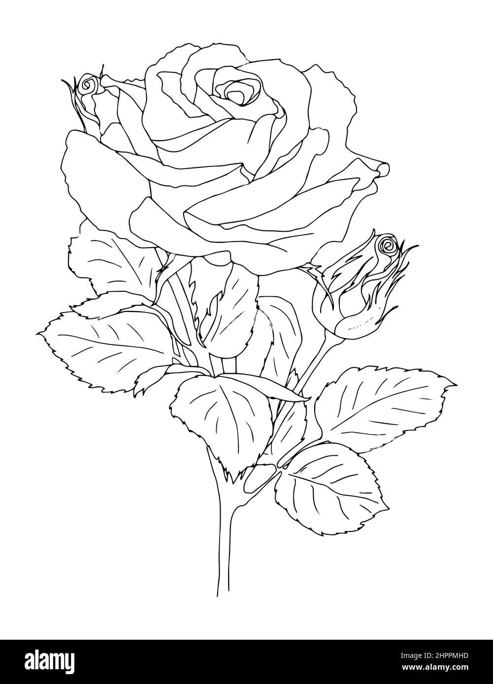 Black and white handdrawn outline vector coloring book page for adults and children flowers roses with thorns and leaves stock vector image art