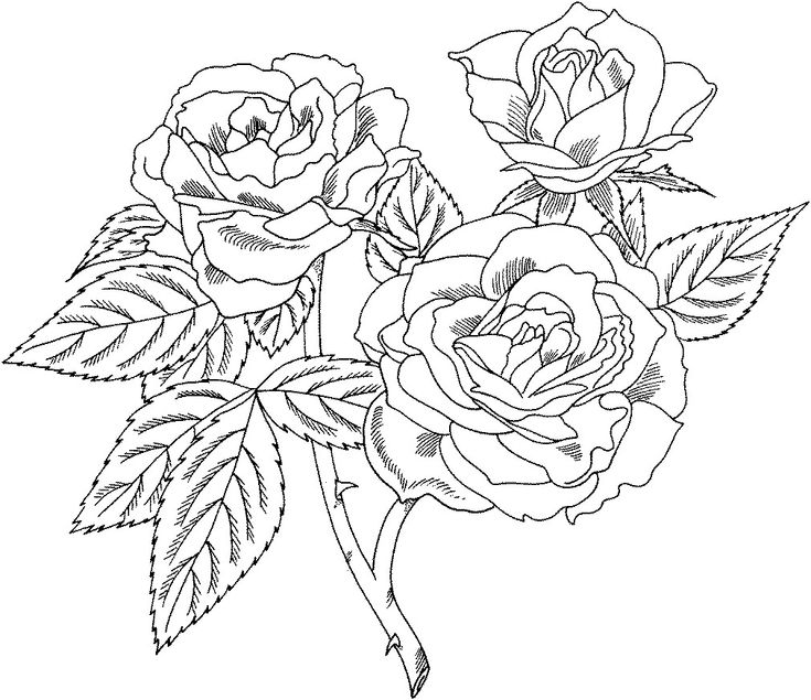 Free printable roses coloring pages for kids flower coloring pages rose coloring pages adult coloring pages