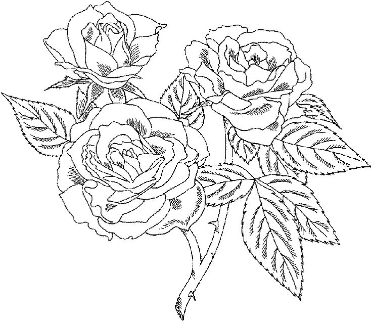 Beautiful rose coloring pages