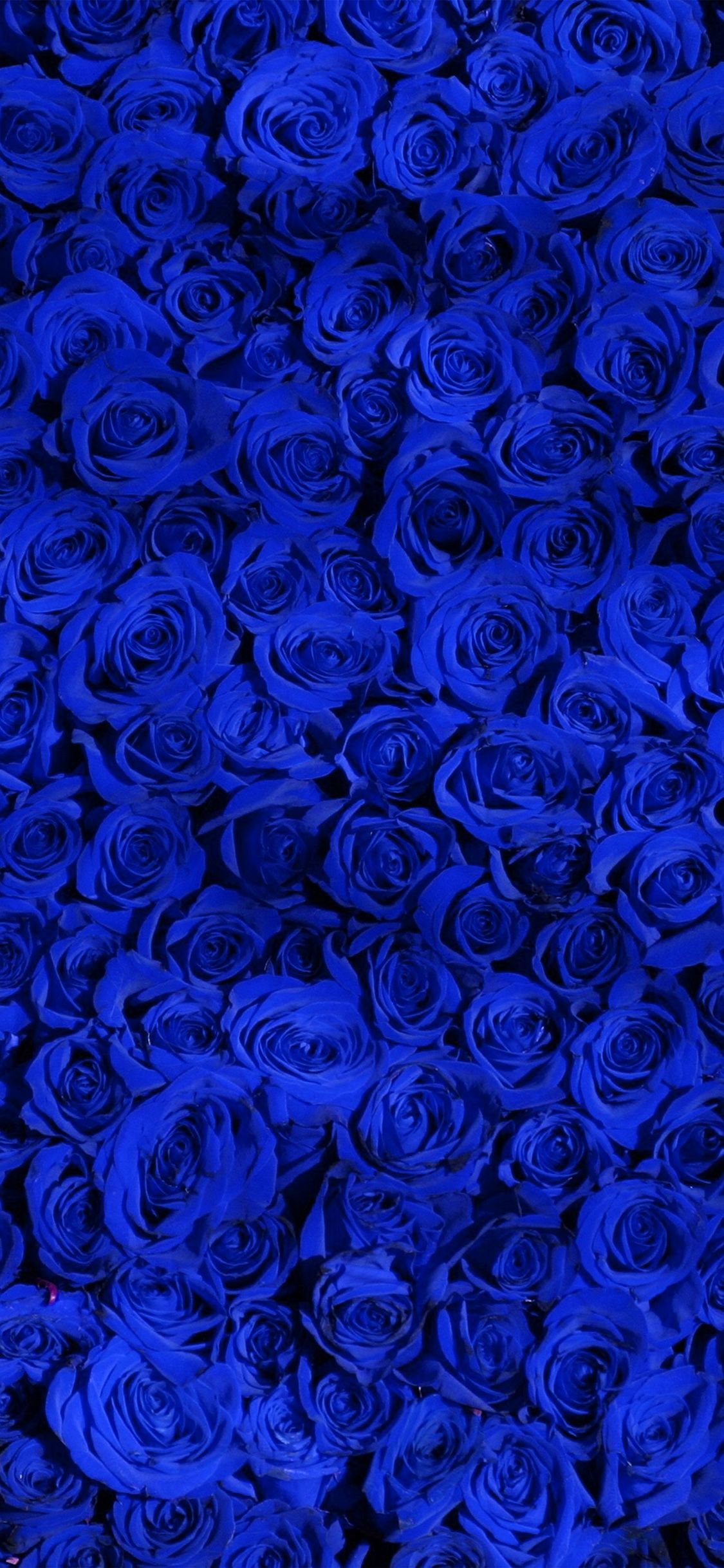 Blue roses iphone wallpapers