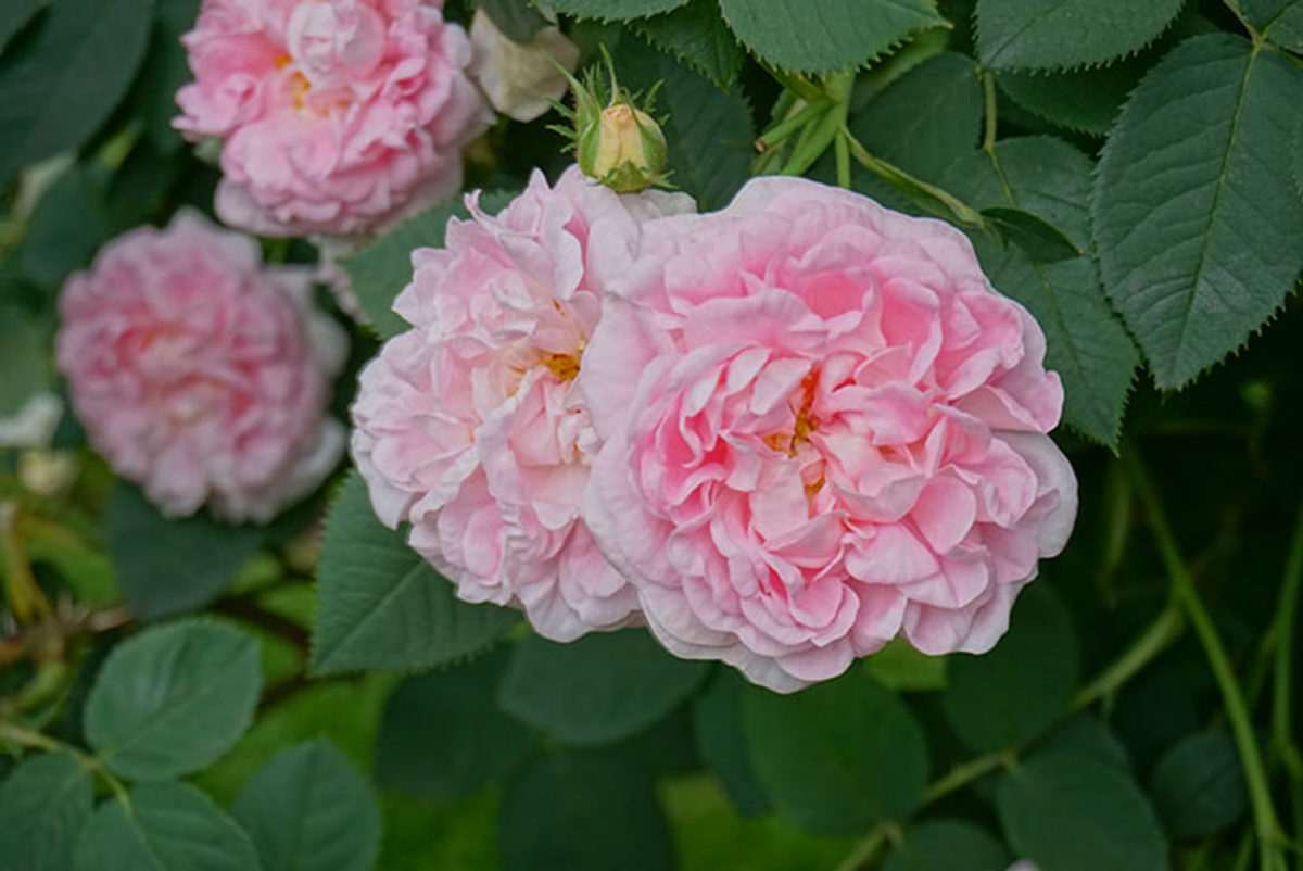 An experts thoughts on growing roses today