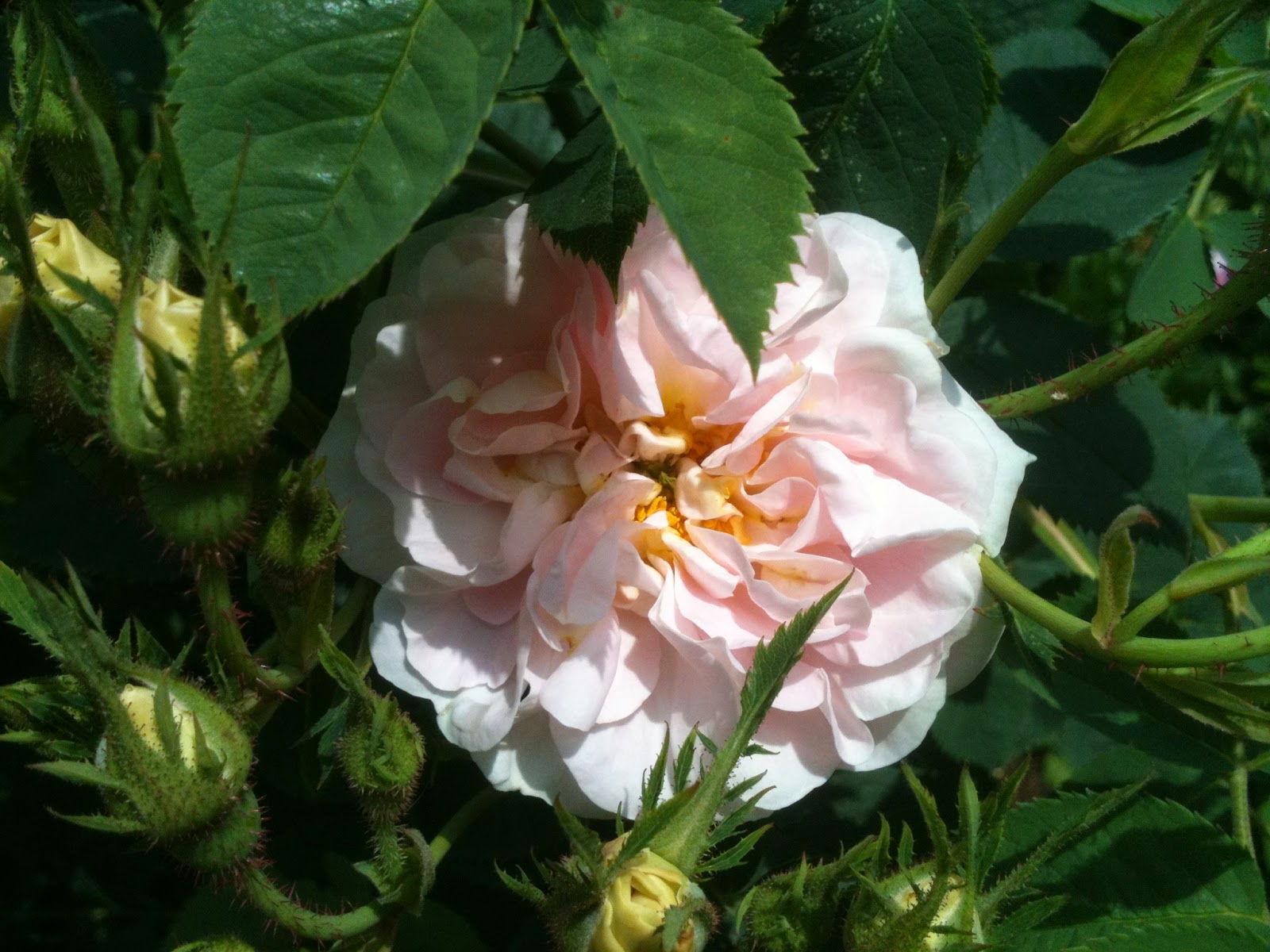 Roses for english gardens rosa x alba maidens blush