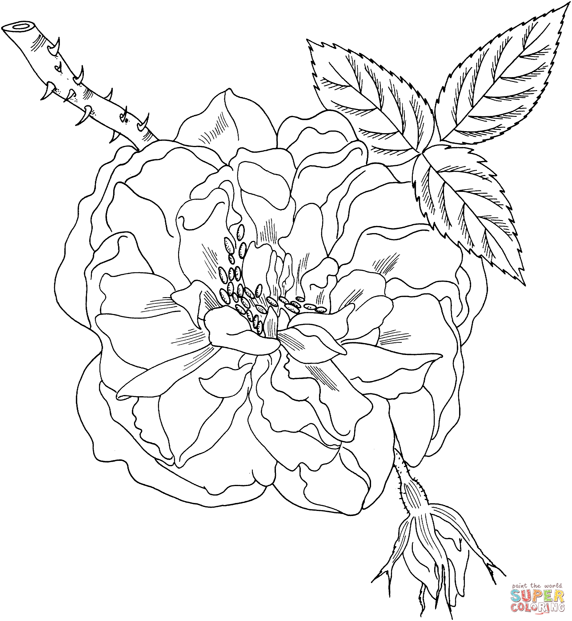 Lancasters and yorks rose coloring page free printable coloring pages