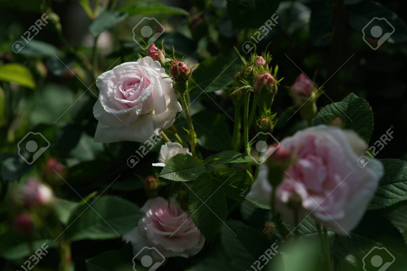 Faint pink flower of rose maidens blush in full bloom stock photo picture and royalty free image image