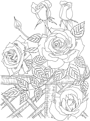 America climbing rose coloring page free printable coloring pages