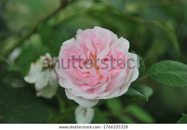 Great maidens blush rose stock photos and pictures