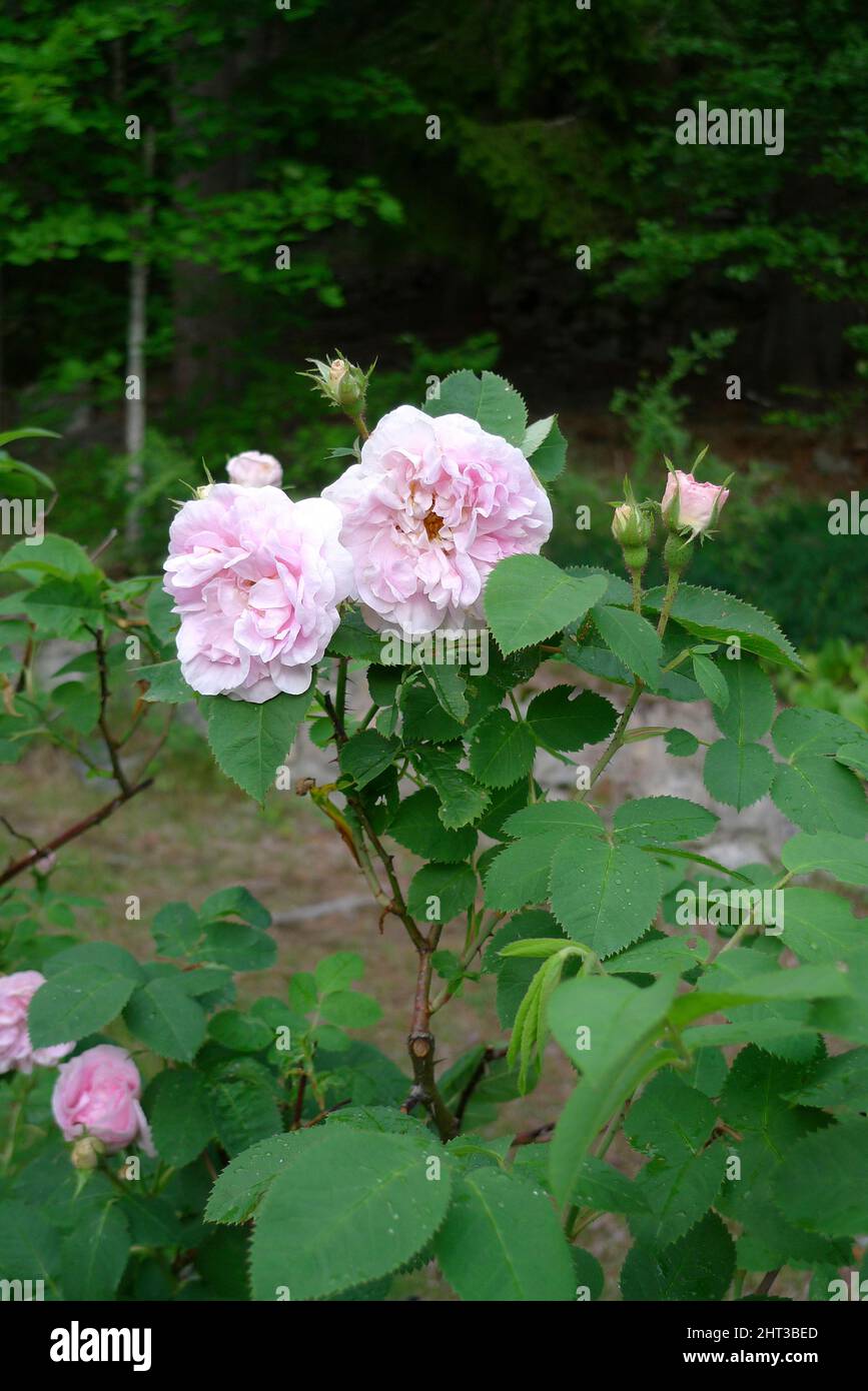 Maidens blush roses stock photo