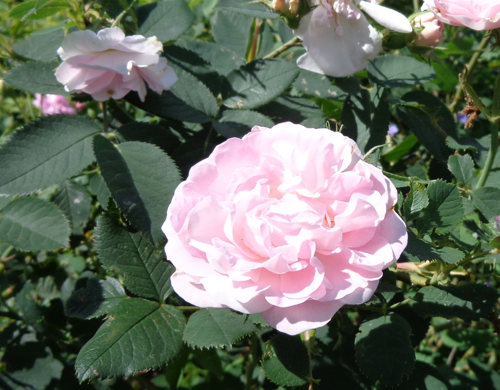 Roses in the garden deborah cooke her books