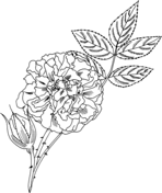 Roses coloring pages free coloring pages