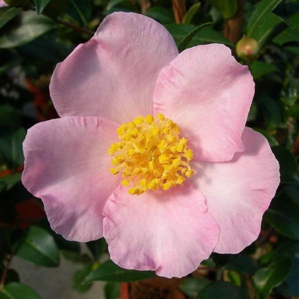 Camellia maiden blush flower plant