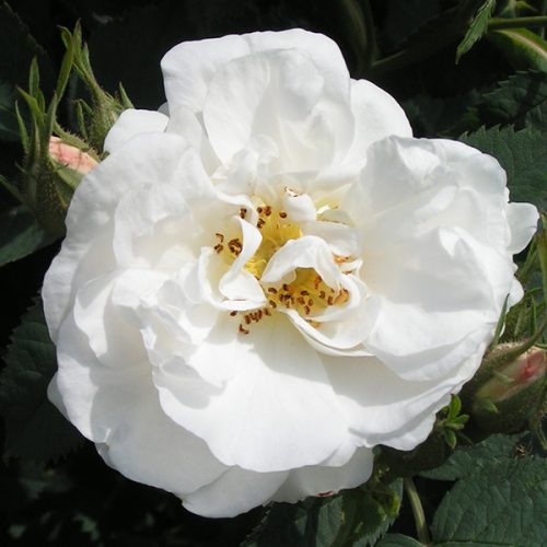 Maidens blush trevor white roses