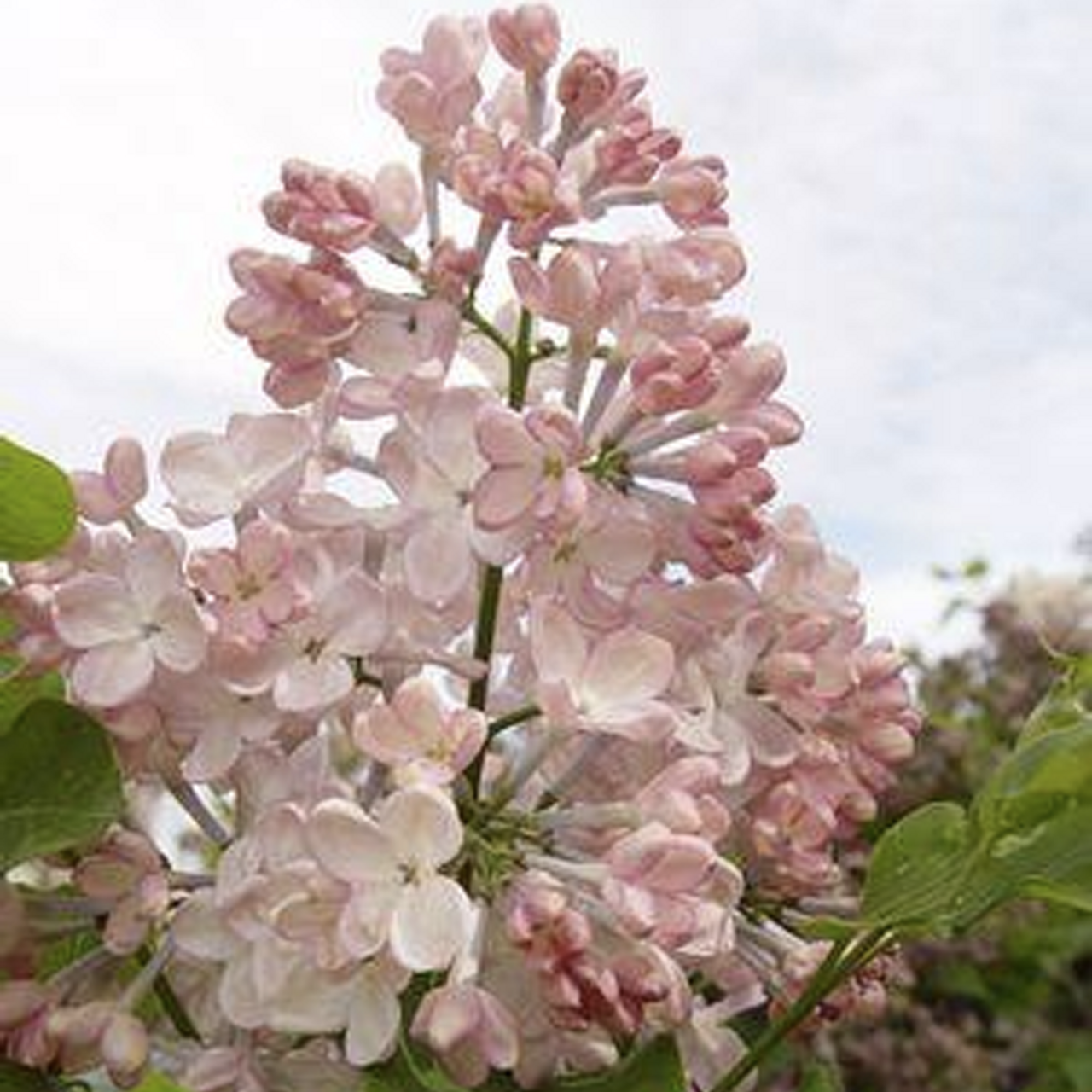 Maidens blush lilac plant addicts