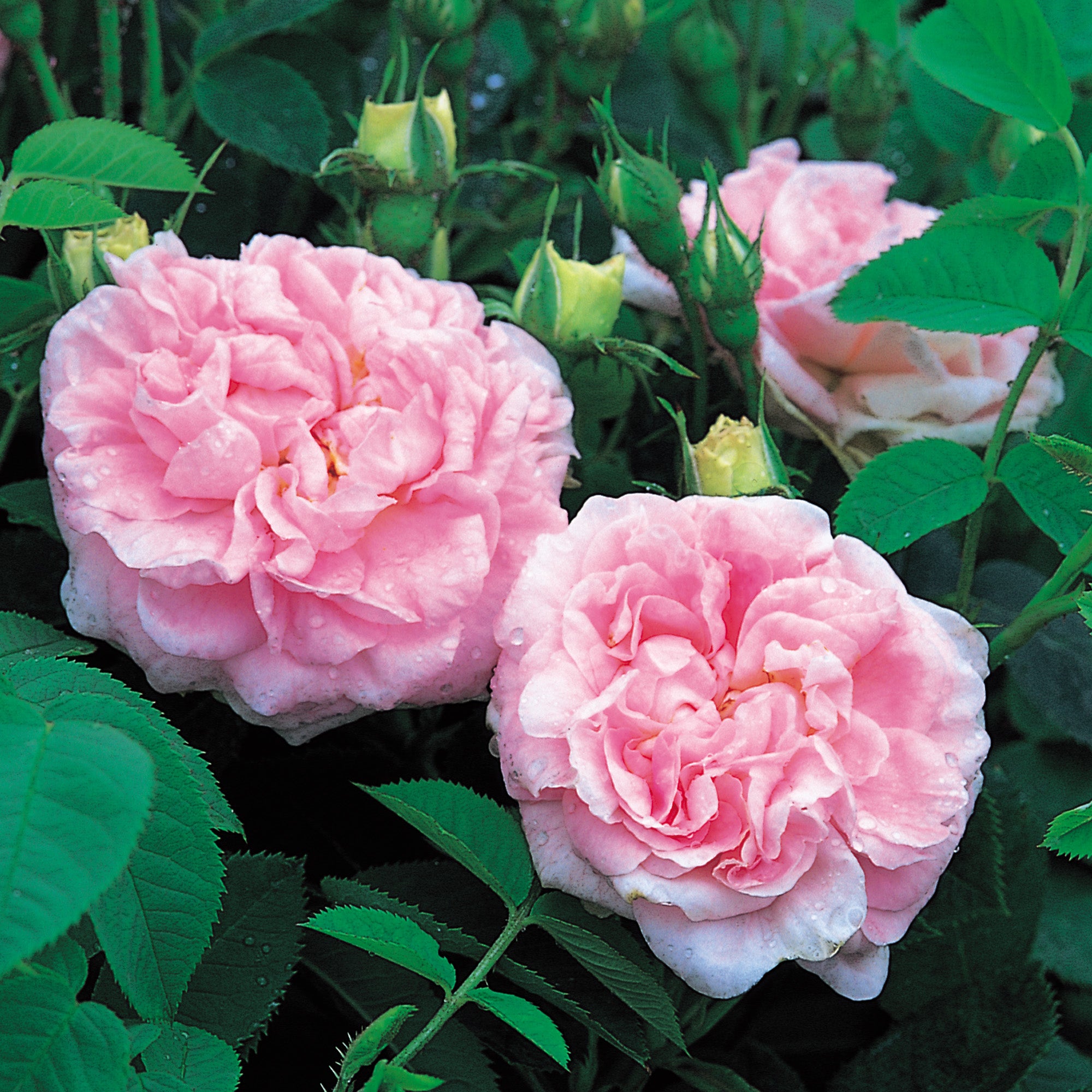 Alba roses david austin roses