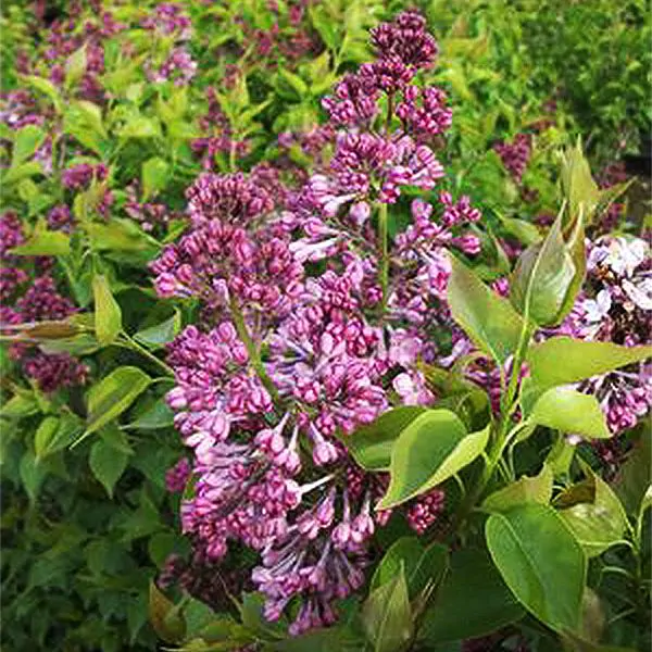 Maidens blush lilac bushes for sale