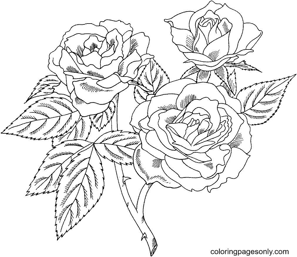 Great maidens blush alba rose coloring page